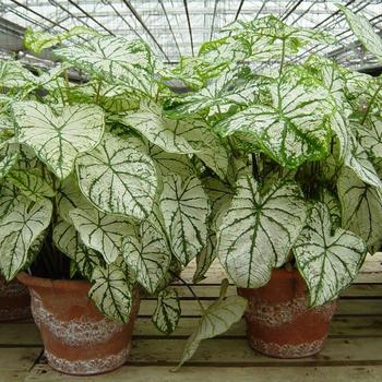  - White Caladium