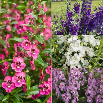 Angelonia (Summer Snapdragon) - Angelface&reg; Snapdragons