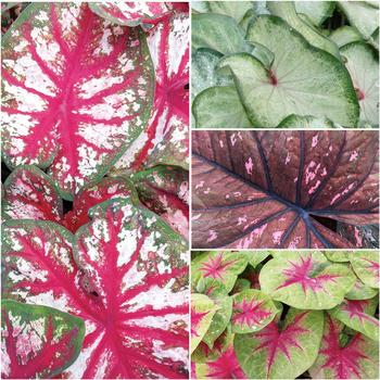 Caladium hortulanum - Heart to Heart&reg;