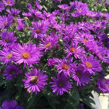 Aster novae-angliae (New England Aster) - 'Purple Dome'