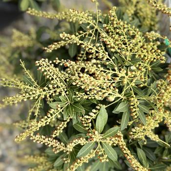 Pieris japonica - 'Cavatine' Cavatine Pieris