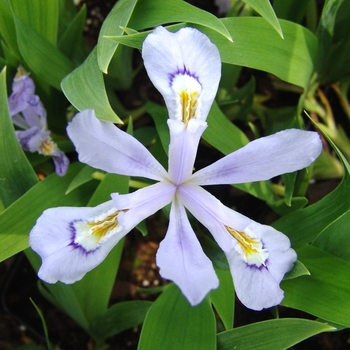 Dwarf Crested Iris - 'Powder Blue Giant' 