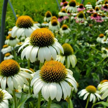 Echinacea purpurea - 'Happy Star' Coneflower