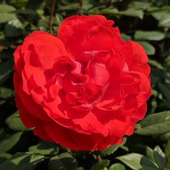 Rosa (Hybrid Tea Rose) - True Bloom&trade; True Passion&trade;