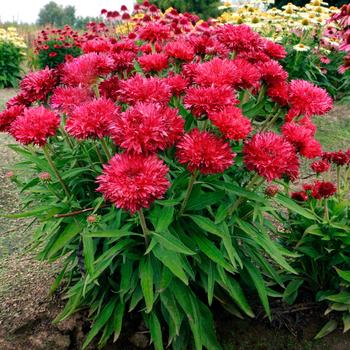Echinacea - 'Fringe Festival' Coneflower