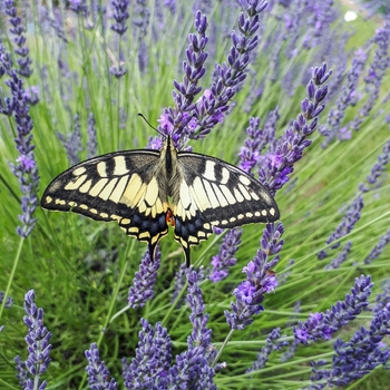 Lavandula x intermedia - Lavender Phenomenal&reg;