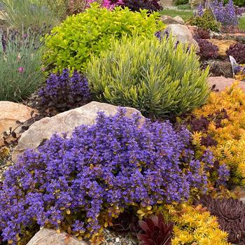 Ajuga (Bugleweed) - Feathered Friends&trade; 'Fancy Finch'