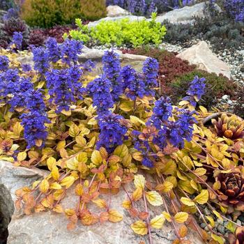 Ajuga (Variegated Ajuga) - Feathered Friends&trade; 'Parrot Paradise'