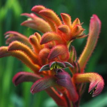 Anigozanthos (Kangaroo Paw) - Bush Gems&reg; 'Bush Blitz'