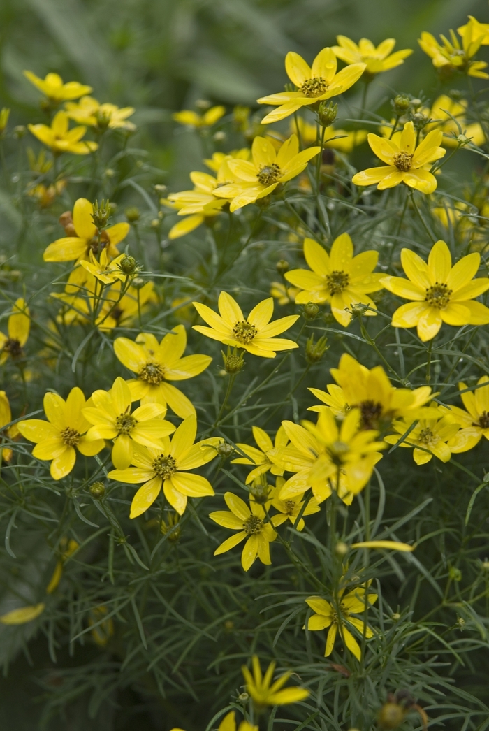 'Zagreb' Tickseed - Coreopsis verticillata from IGC Quicksite Upgrade