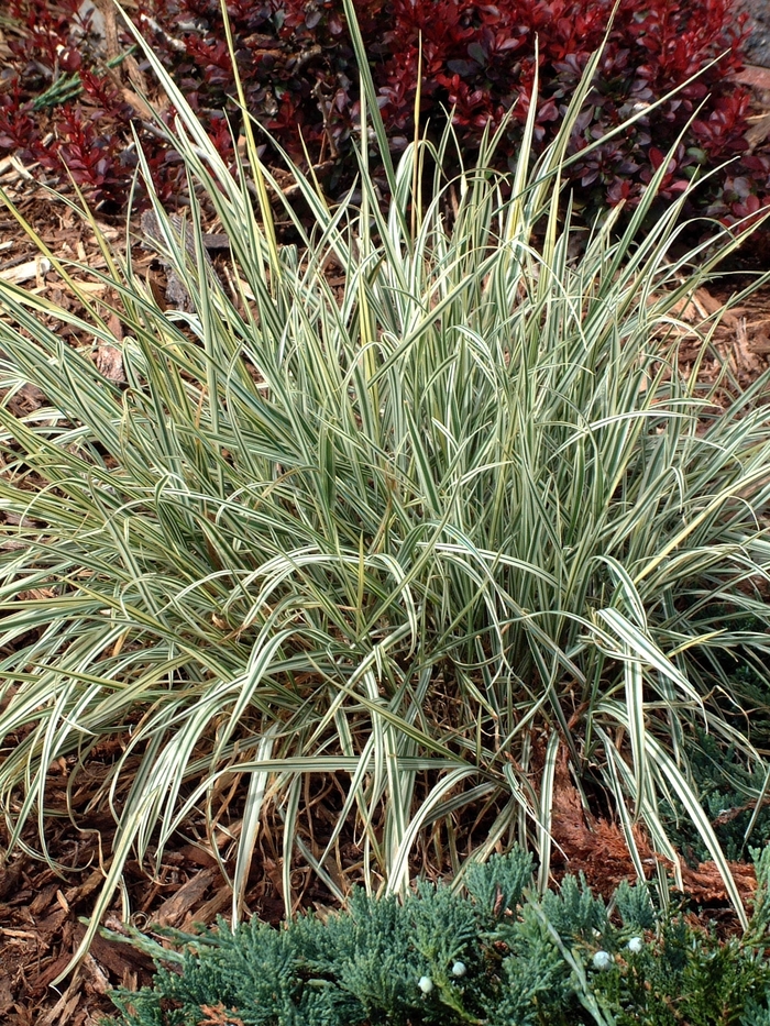 Bulbous Oak Grass - Arrhenatherum bulbosum 'Variegatum' from IGC Quicksite Upgrade