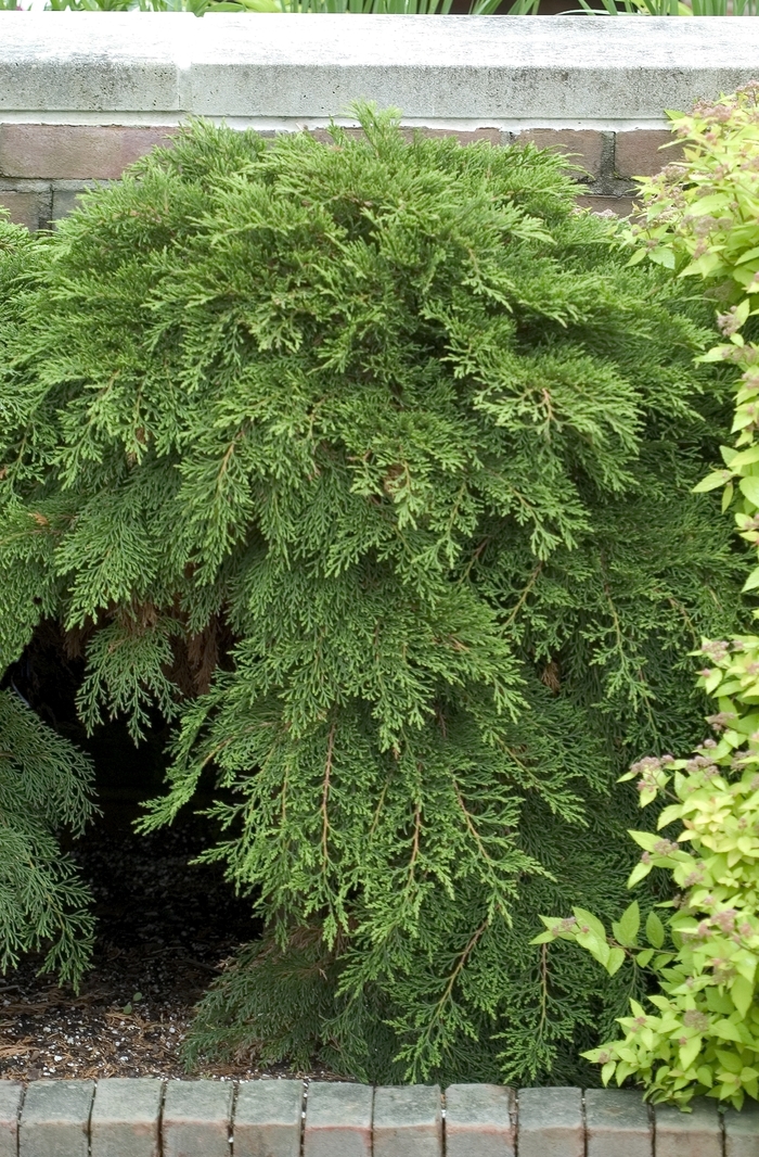Russian Cypress - Microbiota decussata from IGC Quicksite Upgrade