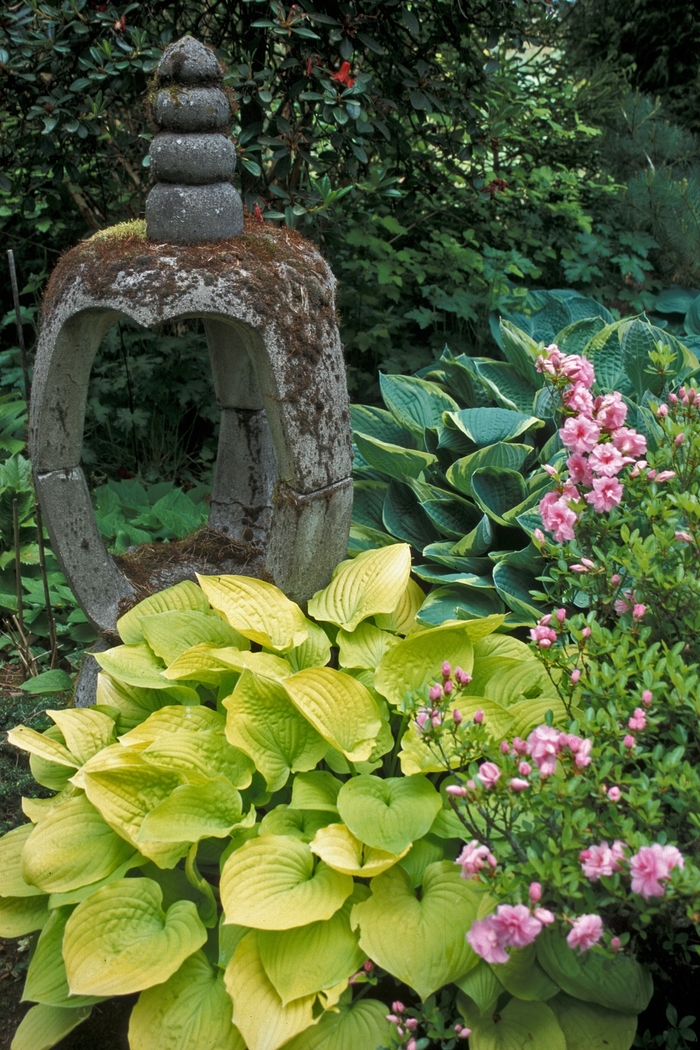 'Search Light' Hosta, Plantain Lily - Hosta from IGC Quicksite Upgrade
