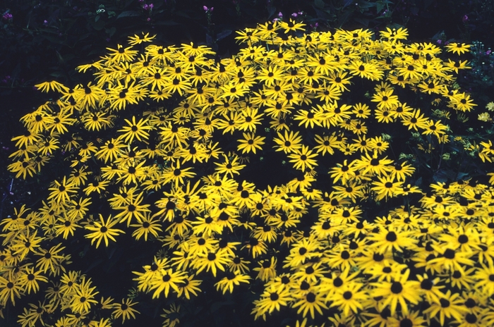 'Goldsturm' Black Eyed Susan - Rudbeckia fulgida from IGC Quicksite Upgrade