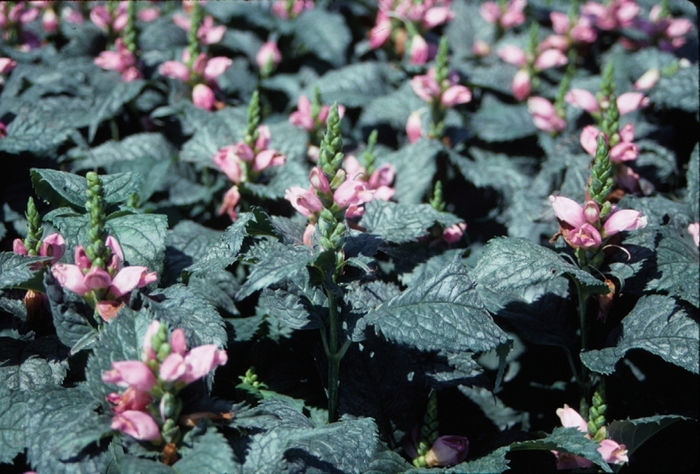 'Hot Lips' Pink Turtlehead - Chelone lyonii from IGC Quicksite Upgrade