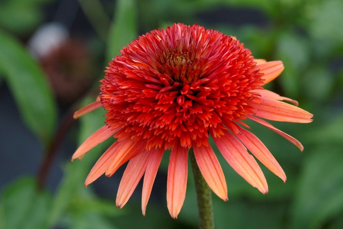 Coral Reef Coneflower - Echinacea 'Coral Reef' from IGC Quicksite Upgrade