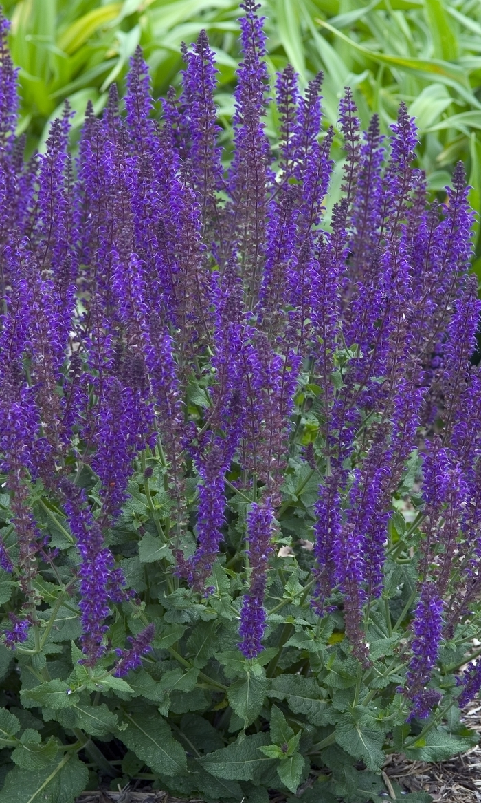 'May Night' Meadow Sage - Salvia x sylvestris from IGC Quicksite Upgrade