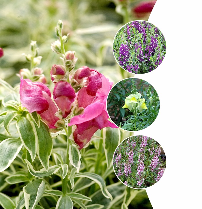 Assorted Snapdragon - Antirrhinum majus (Assorted Snapdragon) from IGC Quicksite Upgrade