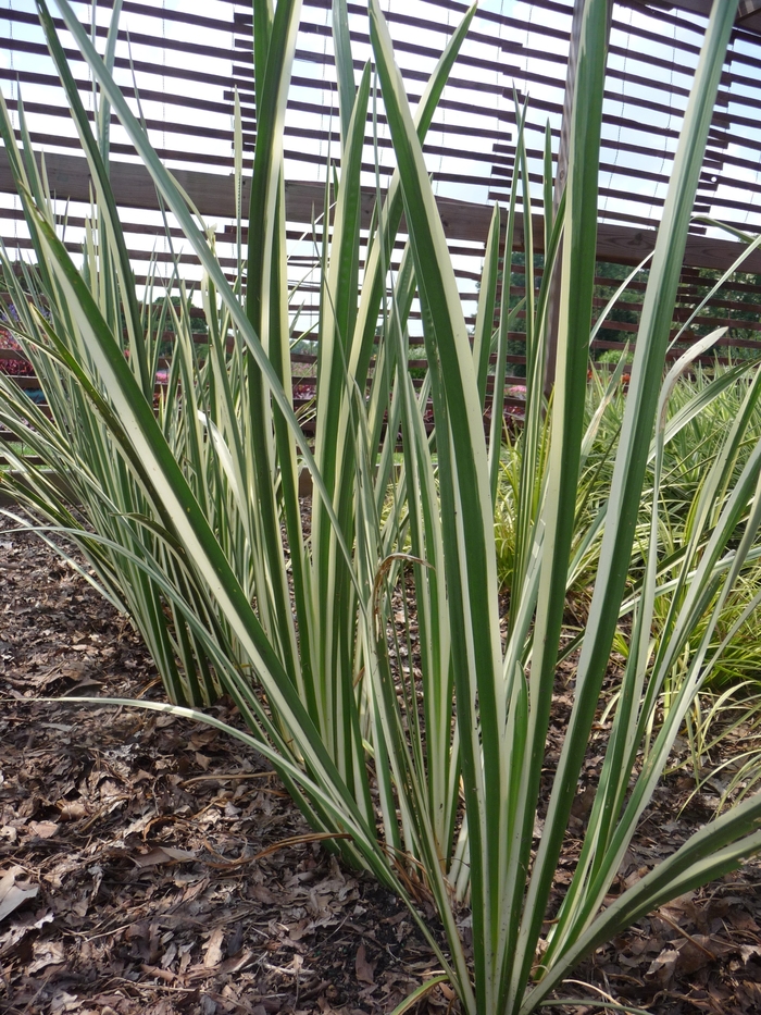 'Variegatus' Sweet Flag - Acorus calamus from IGC Quicksite Upgrade