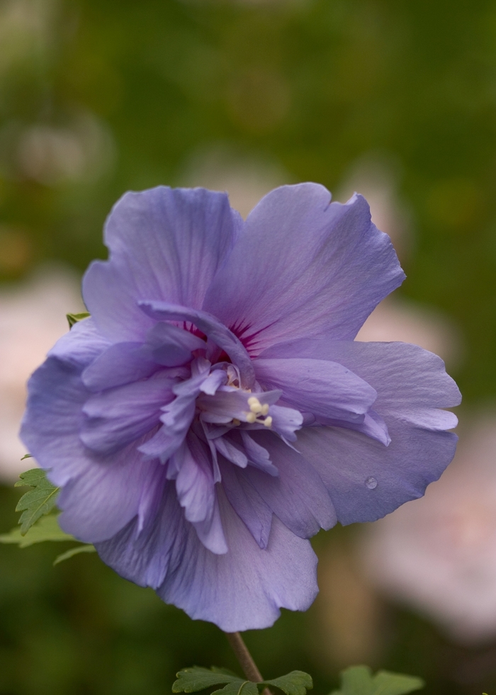 'Blue Chiffon&reg;' Rose of Sharon - Hibiscus syriacus from IGC Quicksite Upgrade