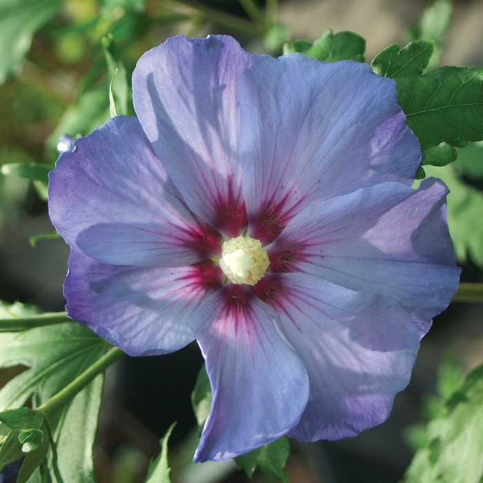 'Azurri Blue Satin&reg;' Rose of Sharon - Hibiscus syriacus from IGC Quicksite Upgrade
