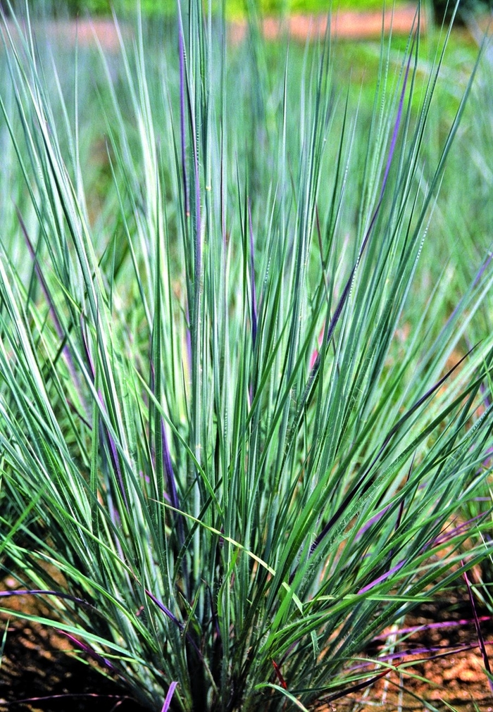 ''Prairie Blues'' Little Bluestem - Schizachyrium scoparium from IGC Quicksite Upgrade
