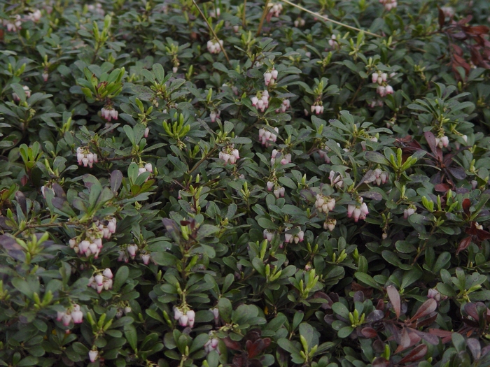 ''Massachusetts'' Common Bearberry - Arctostaphylos uva-ursi from IGC Quicksite Upgrade