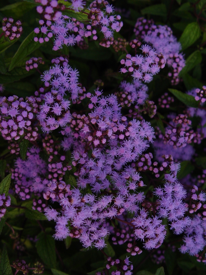 Hardy Ageratum - Eupatorium coelestinum from IGC Quicksite Upgrade