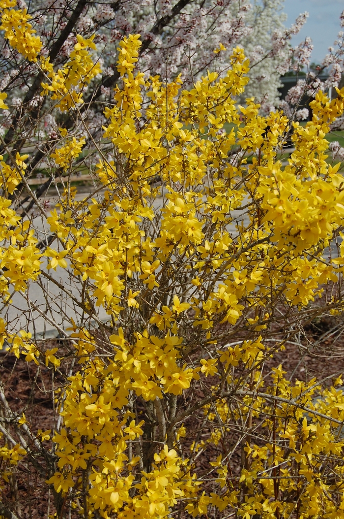 'Lynwood' - Forsythia x intermedia from IGC Quicksite Upgrade