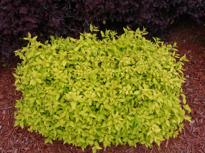 'Goldmound' Spirea - Spiraea japonica from IGC Quicksite Upgrade