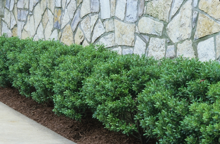 'Soft Touch' - Ilex crenata (Compact Japanese Holly) from IGC Quicksite Upgrade