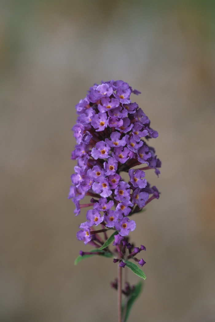 'Nanho Blue' - Buddleia davidii (Butterfly Bush) from IGC Quicksite Upgrade