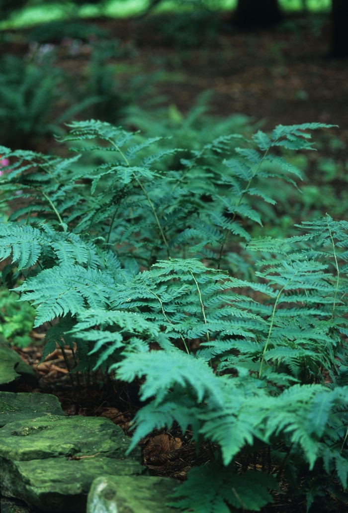Goldies Wood Fern - Dryopteris goldiana from IGC Quicksite Upgrade