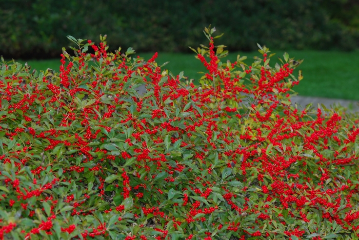 'Red Sprite' Winterberry - Ilex verticillata from IGC Quicksite Upgrade