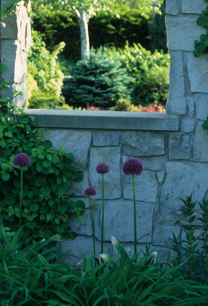 'Glauca Globosa' Dwarf Globe Blue Spruce - Picea pungens from IGC Quicksite Upgrade