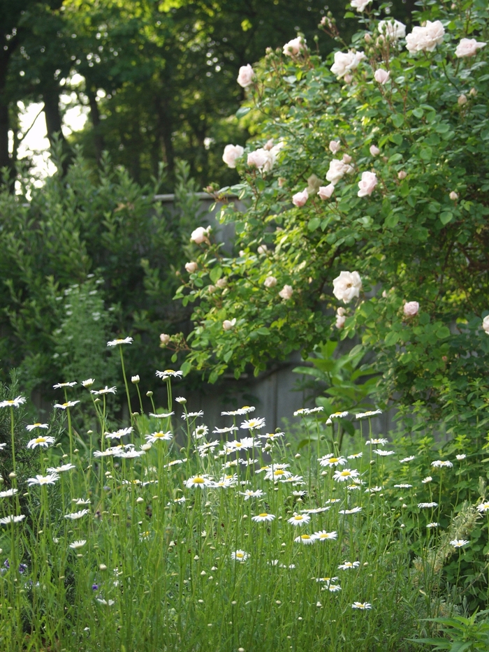 'New Dawn' Rose - Rosa from IGC Quicksite Upgrade