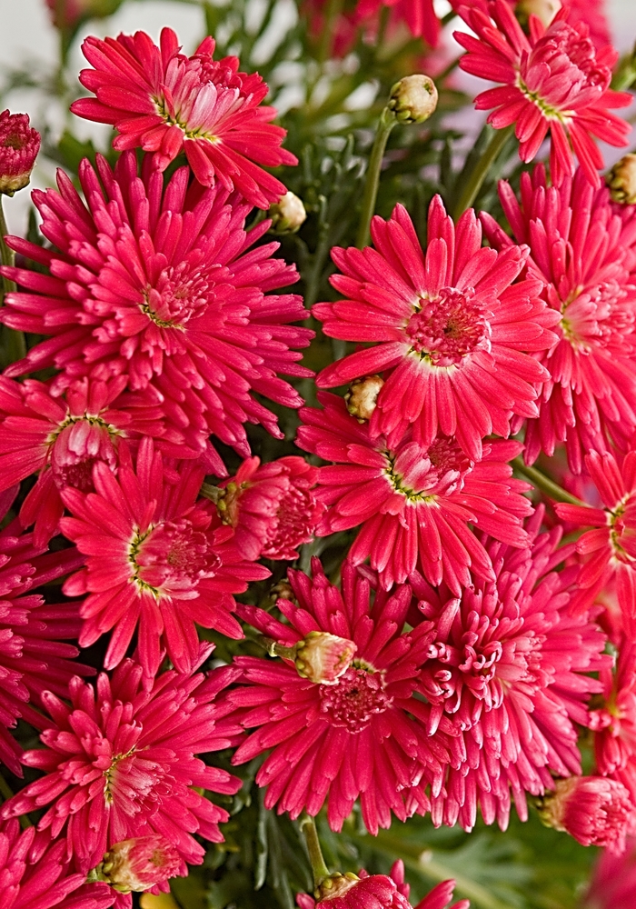 Marguerite Daisy - Argyranthemum 'Fireball Red' from IGC Quicksite Upgrade