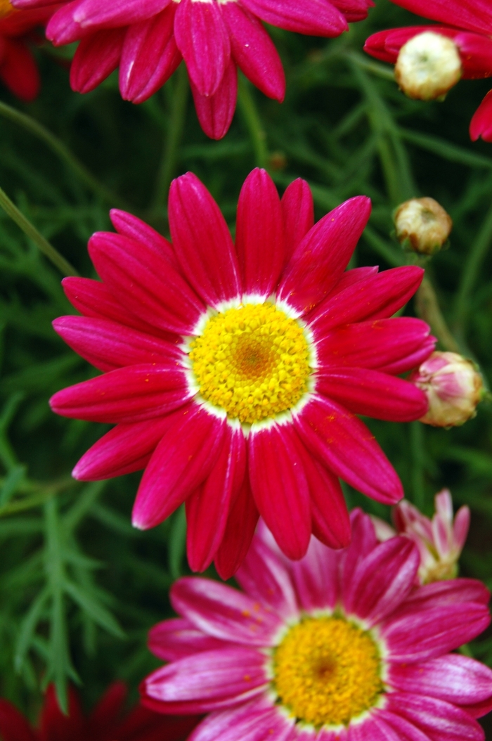 Marguerite - Argyranthemum frutescens 'Comet™ Red' from IGC Quicksite Upgrade
