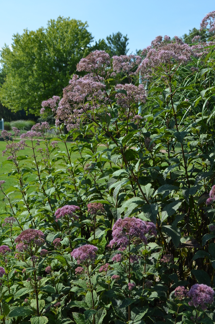 'Gateway' - Eupatorium purpureum ssp. maculatum (Spotted Joe Pye Weed) from IGC Quicksite Upgrade