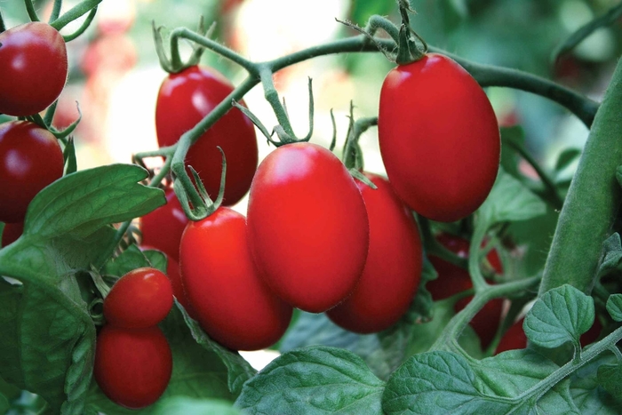 'Amai' Tomato - Lycopersicon esculentum from IGC Quicksite Upgrade