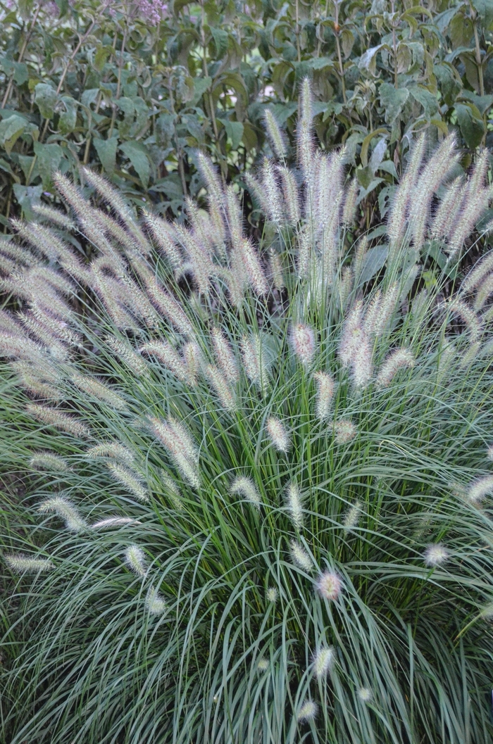 Dwarf Fountain Grass - Pennisetum alopecuroides 'Hameln' from IGC Quicksite Upgrade