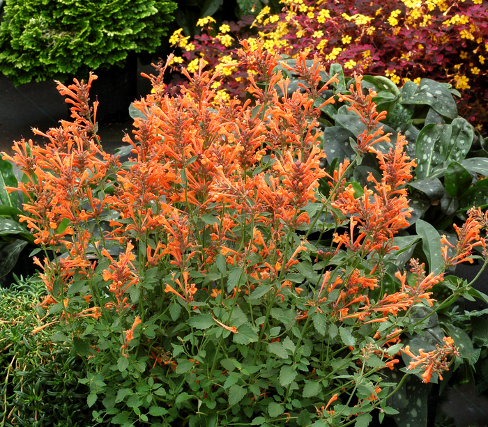 Kudos™ 'Mandarin' - Agastache (Hummingbird mint) from IGC Quicksite Upgrade