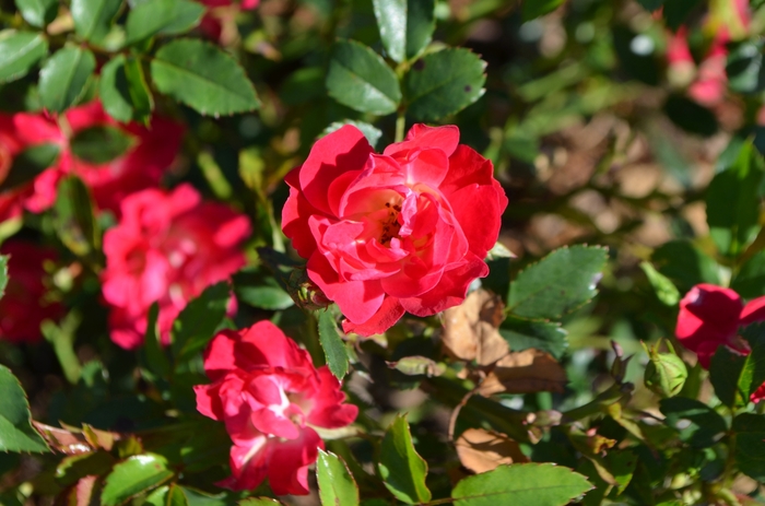 'Red Drift&reg;' Rose - Rosa from IGC Quicksite Upgrade