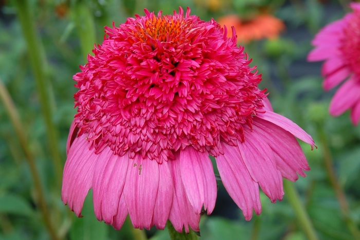 'Gum Drop' Coneflower - Echinacea from IGC Quicksite Upgrade