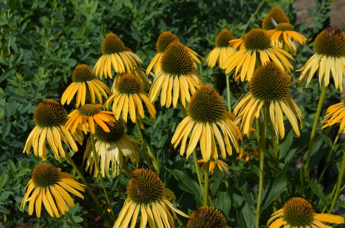 Bird&trade; 'Sunbird' - Echinacea (Coneflower) from IGC Quicksite Upgrade