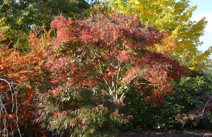 'Koto ito komachi' Japanese Maple - Acer palmatum from IGC Quicksite Upgrade