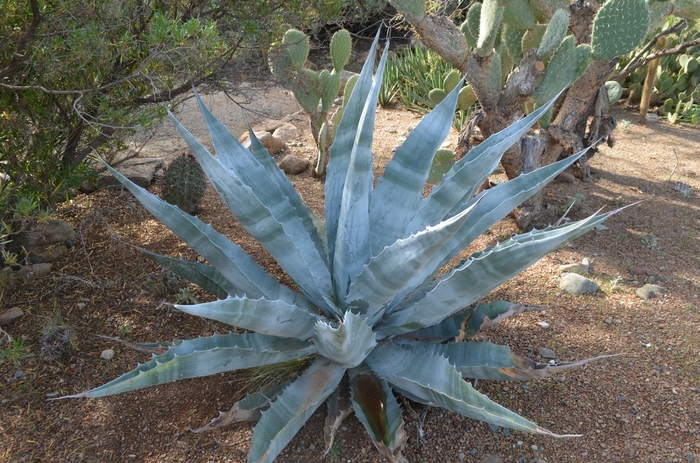 Agave - Agave gigantensis from IGC Quicksite Upgrade