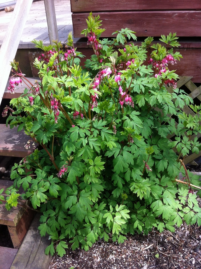 Bleeding Heart - Dicentra spectabilis from IGC Quicksite Upgrade
