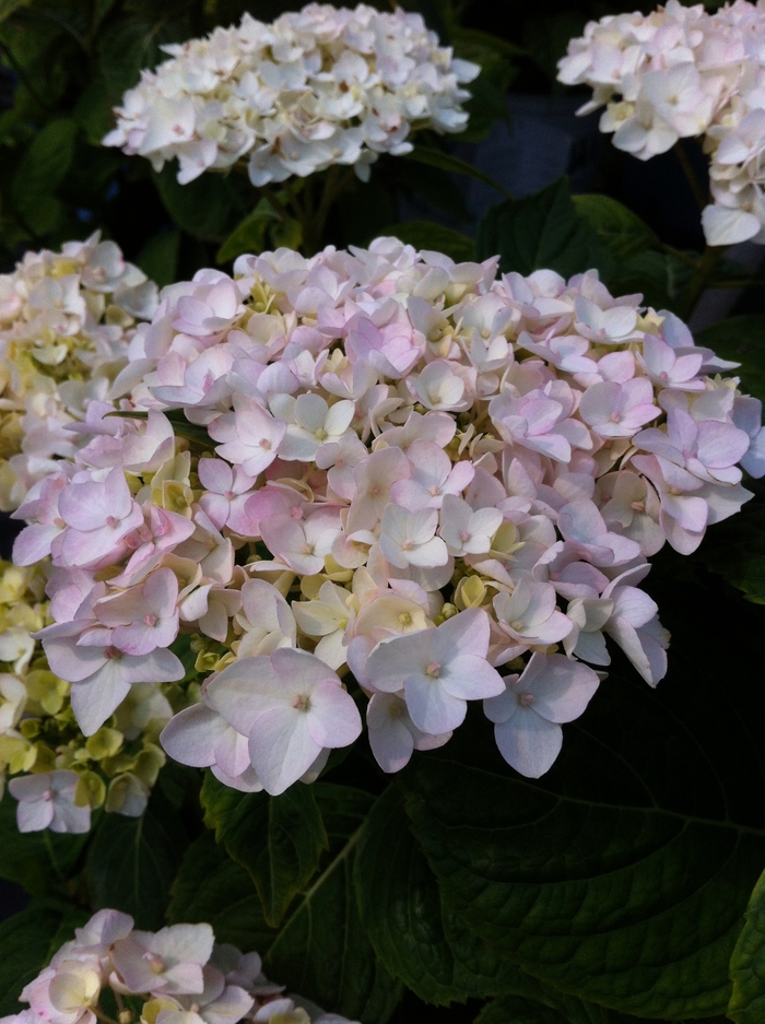 'Blushing Bride' Big Leaf Hydrangea - Hydrangea macrophylla from IGC Quicksite Upgrade