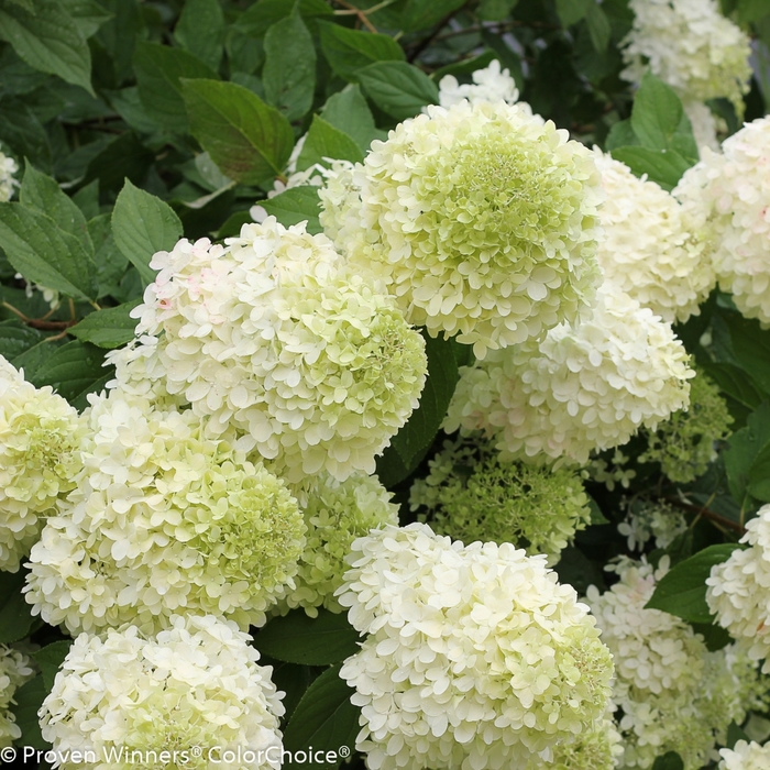 'Limelight' - Hydrangea paniculata (Panicle Hydrangea) from IGC Quicksite Upgrade